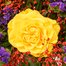 Flower Bouquet Sommerlichter with vase & 3 Ferrero Giotto