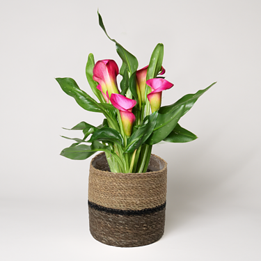 Pink calla in a basket