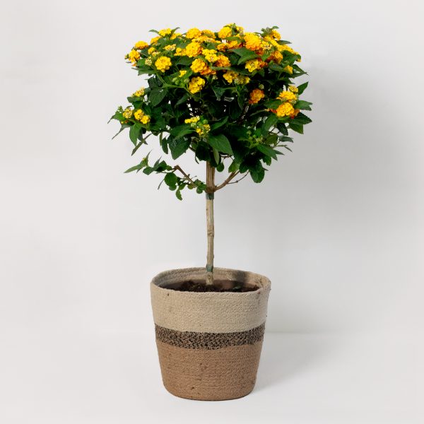 Orange Lantana Bush