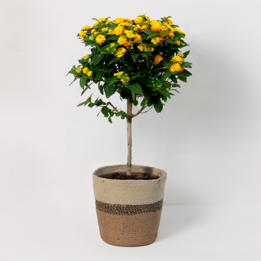 Orange Lantana Bush