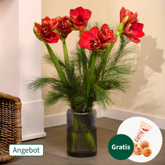 Amaryllis im Bund