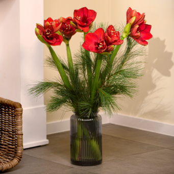 Amaryllis im Bund mit Ferrero Giotto 3er Amaryllis im Bund mit Ferrero Giotto 3er
