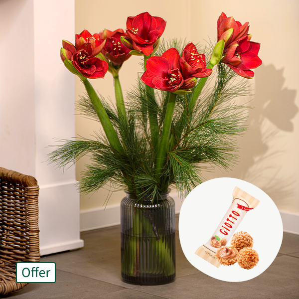Amaryllis in a Bunch with 3 Ferrero Giotto