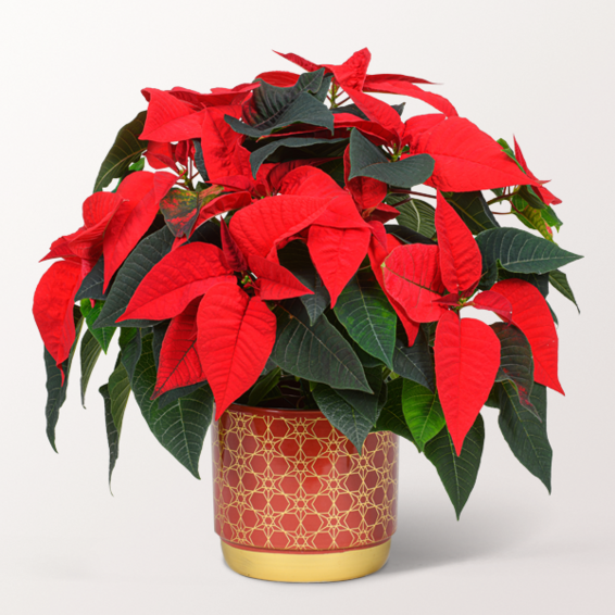 Red Poinsettia in a Ceramic Pot