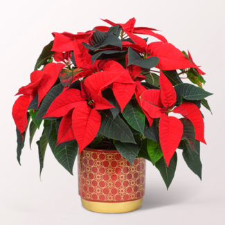 Red Poinsettia in a Ceramic Pot