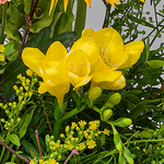 Blumenstrauß Süßer Traum mit Vase & Ferrero Giotto 3er