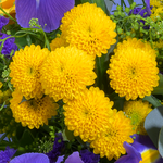 Flower Mix Frühlingsgedicht with 3 Ferrero Giotto