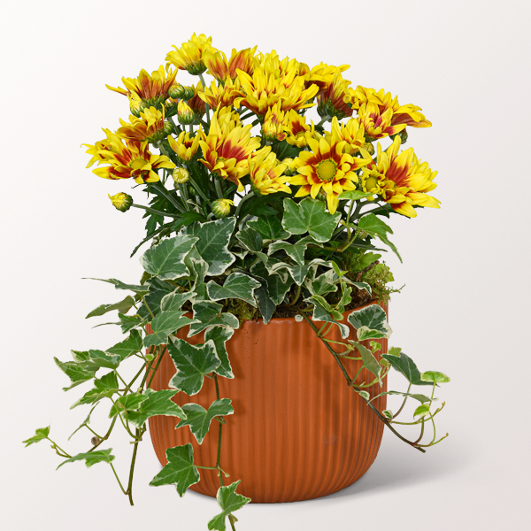 Plant Subscription
