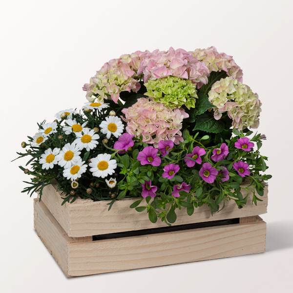 Plant Subscription