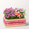 Plant Subscription