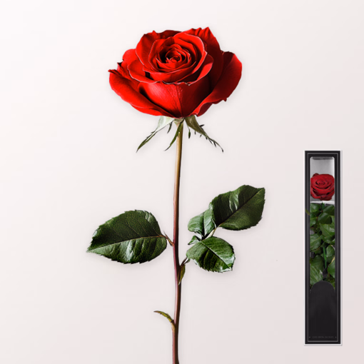 Rote, haltbare Rose mit Stiel