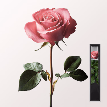 Pink, long-lasting Rose with Stem