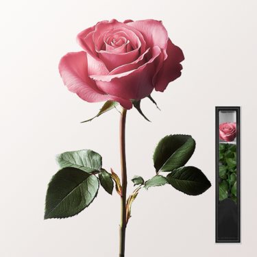 Pink, long-lasting Rose with Stem