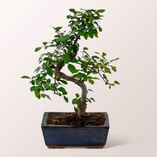 Glücks-Bonsai Zelkova