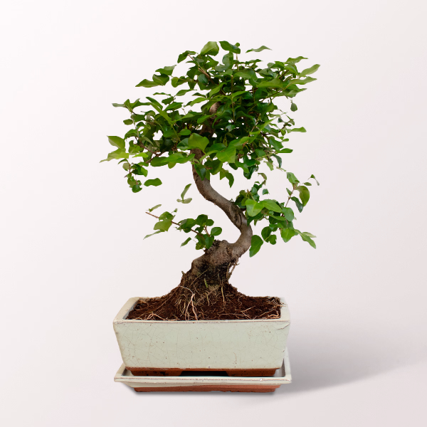 Lucky Bamboo Ligustrum