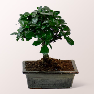 Bonsai Carmona Fukientee
