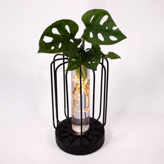 Water Plant Monstera in Round Metal Vessel