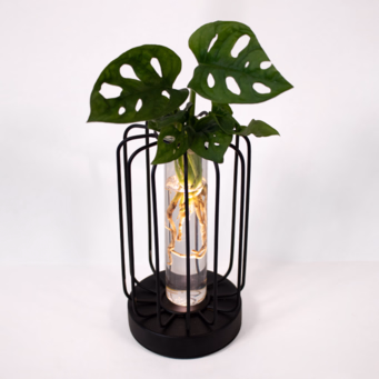 Water Plant Monstera in Round Metal Vessel