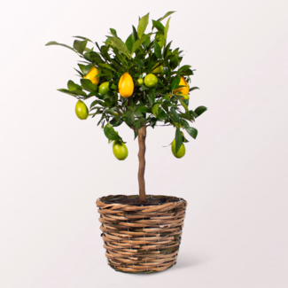 Limequat Tree in a Wicker Basket