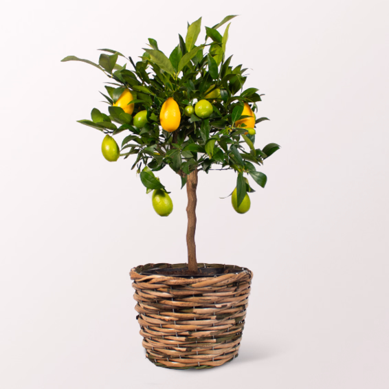 Limequat Tree in a Wicker Basket