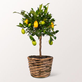 Limequat Tree in a Wicker Basket