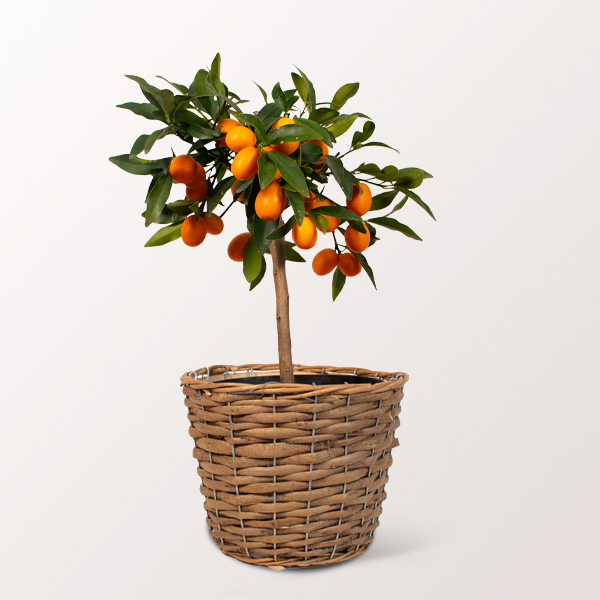 Kumquat Tree in a Wicker Basket