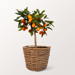 Kumquat Tree in a Wicker Basket