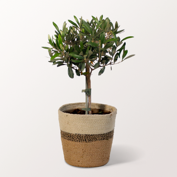 Olive tree in a Seaweed Basket