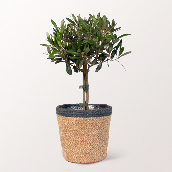 Olive tree in a Seaweed Basket