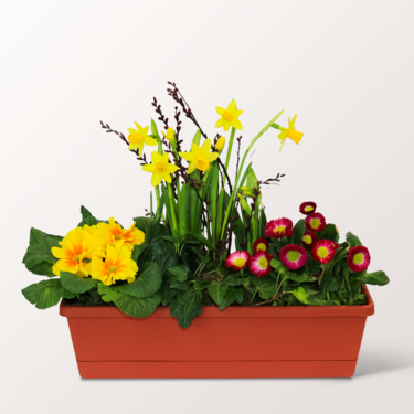 Spring in the flower box