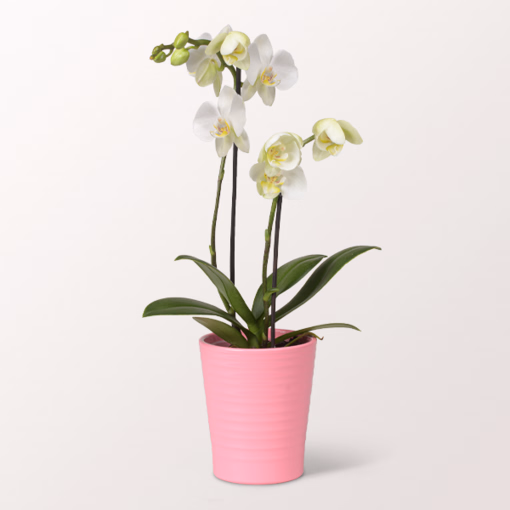 Weiße Orchidee Mariechen im Topf