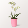 White Orchid Mariechen in a Pot
