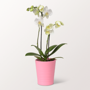 White Orchid Mariechen in a Pot