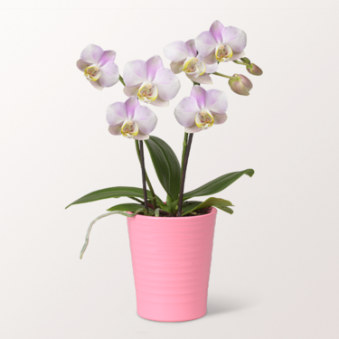 Light Pink Orchid Mariechen in a Pot