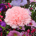 Blumenstrauß Pure Freude mit Vase & Ferrero Giotto 3er