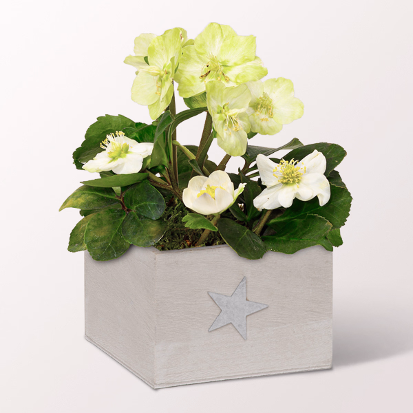 White Snow Rose in a Wooden Box