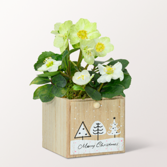 White Snow Rose in a Wooden Box