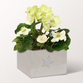 White Snow Rose in a Wooden Box