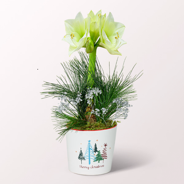 Weiße Amaryllis im hübschen Keramiktopf