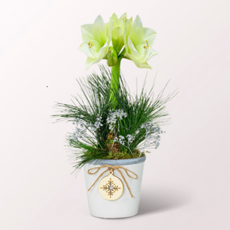 White Amaryllis in a Sweet Ceramic Pot