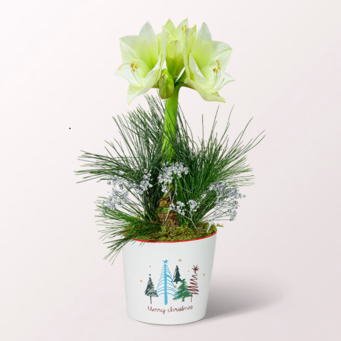 White Amaryllis in a Sweet Ceramic Pot