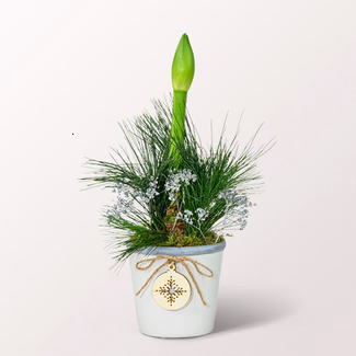 White Amaryllis in a Sweet Ceramic Pot