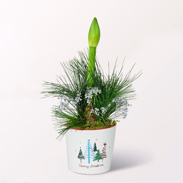 Weiße Amaryllis im hübschen Keramiktopf