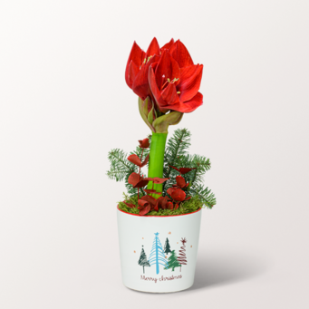 Red X-Mas Amaryllis in a Ceramic Pot