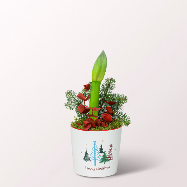 Rote Weihnachtsamaryllis im Keramiktopf