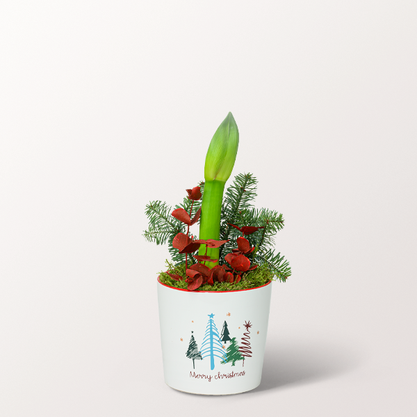 Red X-Mas Amaryllis in a Ceramic Pot