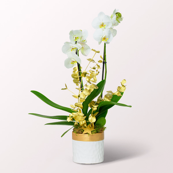 White Orchid in a Elegant Pot