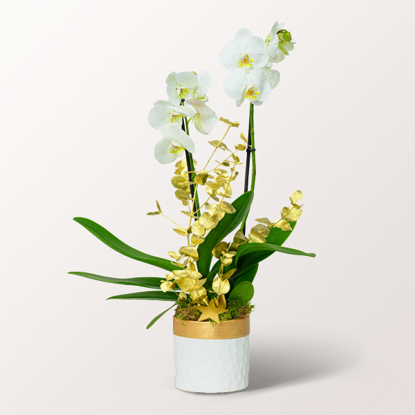White Orchid in a Elegant Pot