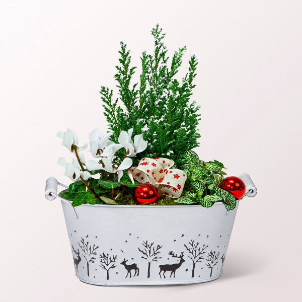 Hübsches Winter-Arrangement