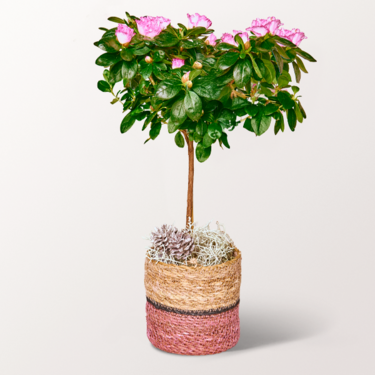 Weihnachts-Azalee mit Lichterkette